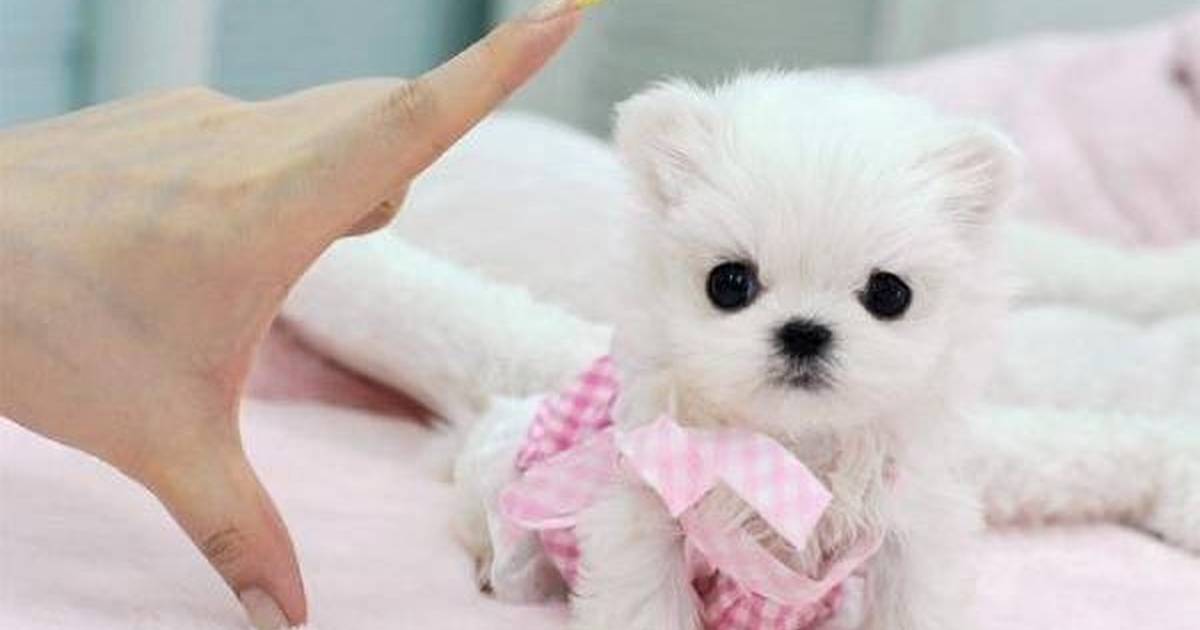 how long do teacup puppies last