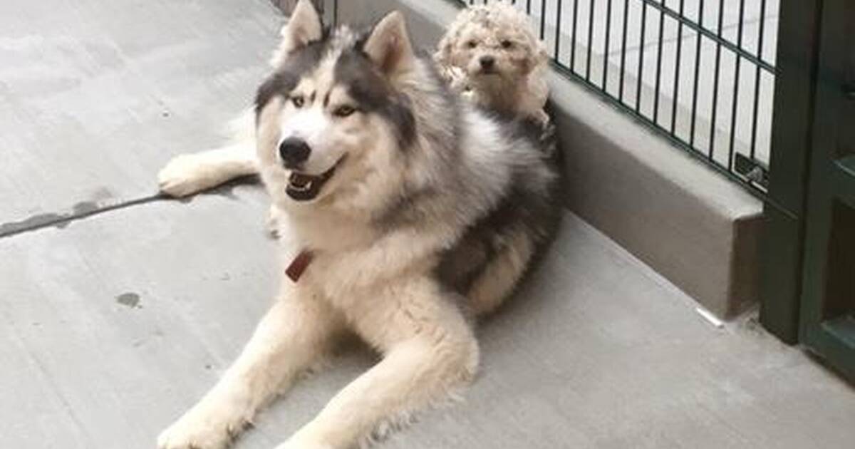 Homeless Hounds Freezer Alaskan Husky Helping Shelters 