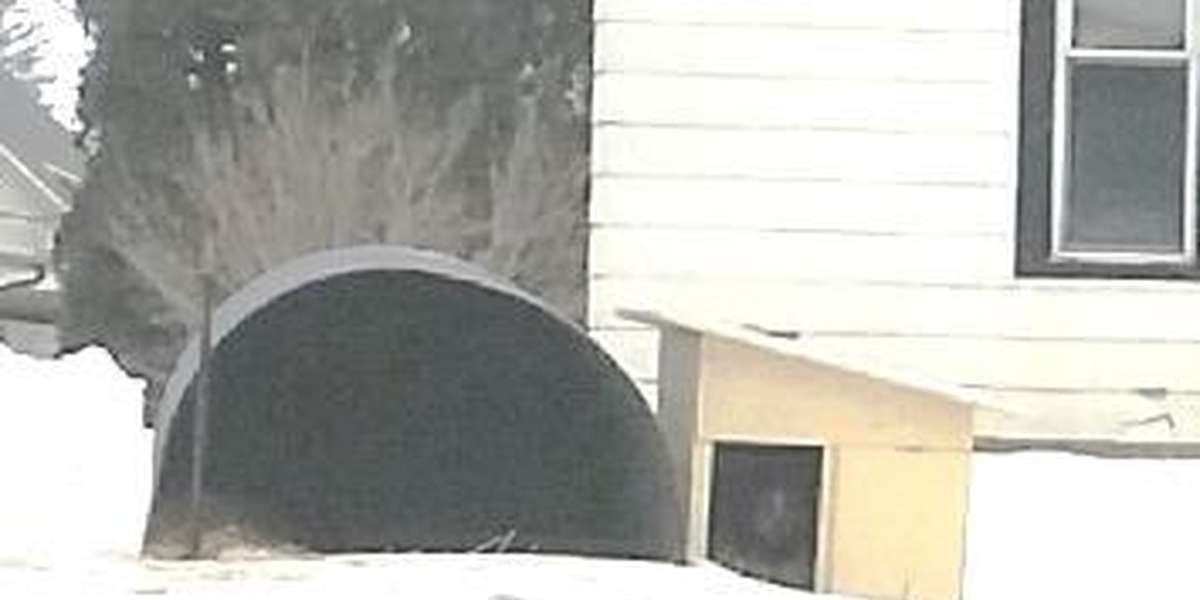 Dog Left Outside Every Night Of The Year Finally Comes In From The Cold ...