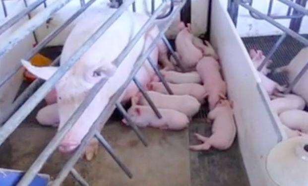This Pig Wasn't Supposed To Live ... But She Did - The Dodo This Pig Wasn't Supposed To Live ... But She Did - The Dodo