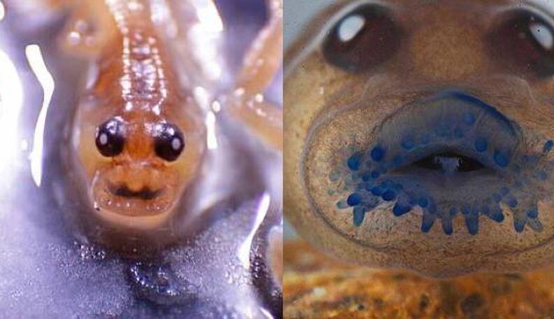 Frog Extinct For 140 Years Turns Up Alive And Well - The Dodo