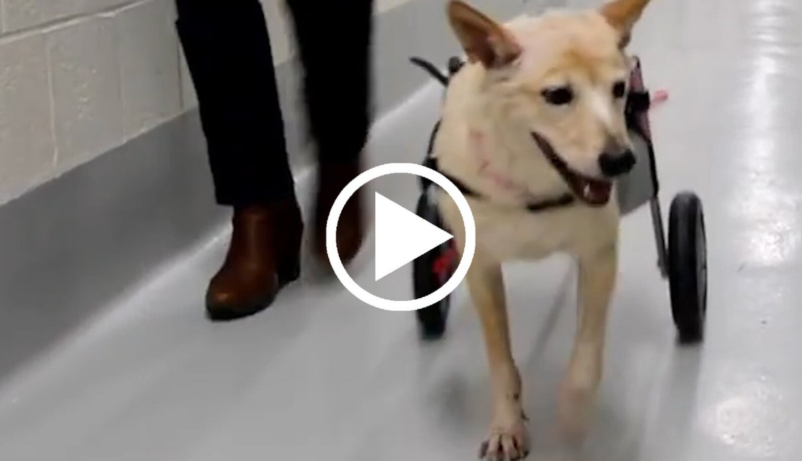 TwoLegged Dog Gets A Second Chance At Life The Dodo