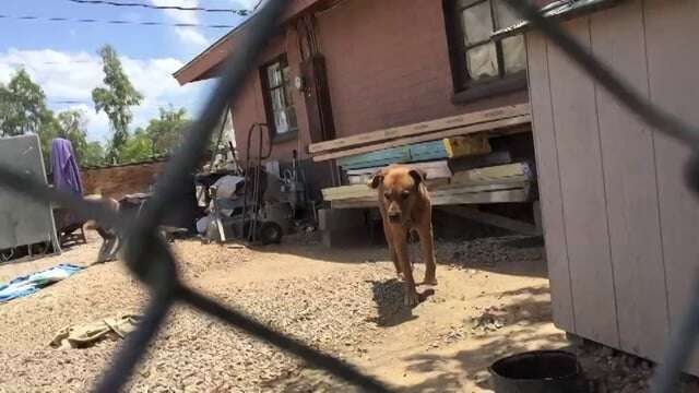 Dog Getting Set Free Dog Chained Up For A Decade Has The Sweetest Reaction To Being Set Free ...