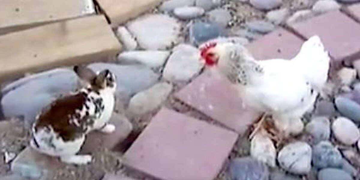 Chickens See Rabbits Fighting And Know What They Have To Do - The Dodo