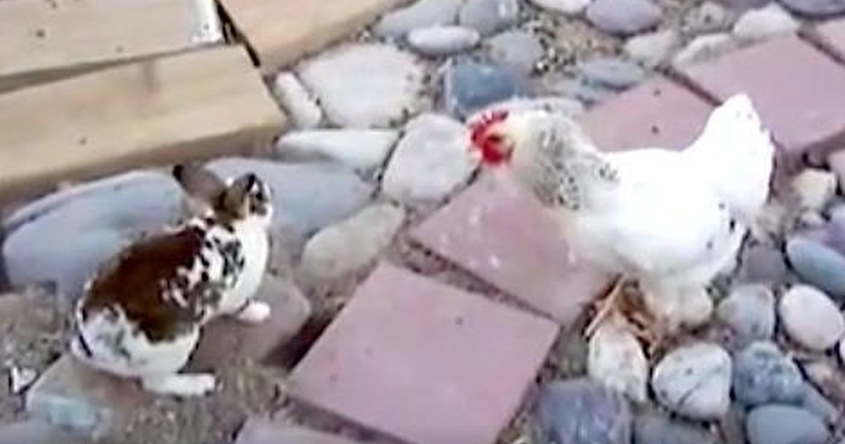 Chickens See Rabbits Fighting And Know What They Have To Do - The Dodo