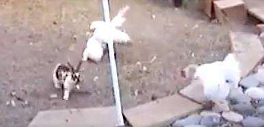 Chickens See Rabbits Fighting And Know What They Have To Do - The Dodo
