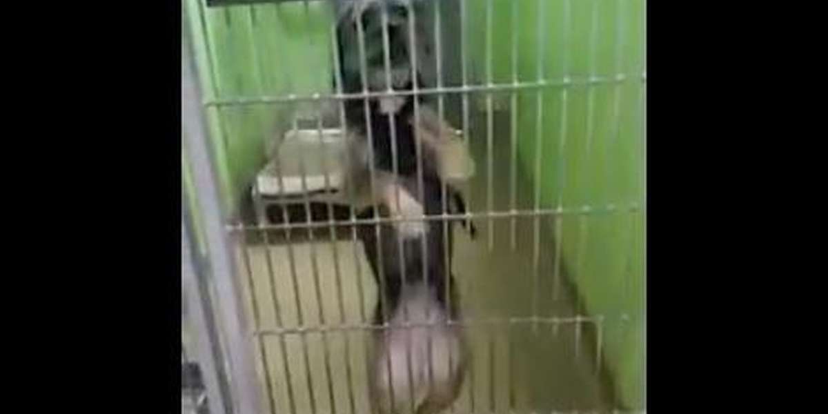 Lonely Shelter Dog Does A Dance When People Stop By Her Kennel - The Dodo