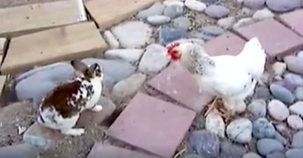Chickens See Rabbits Fighting And Know What They Have To Do - The Dodo