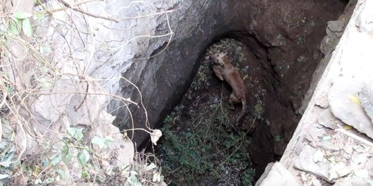 Dog Waits In Crumbling Well For Rescuers Brave Enough To Save Him - The ...
