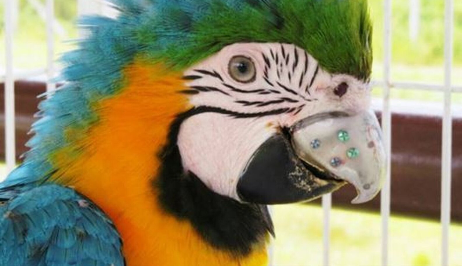 Bird Born With Broken Beak Gets Some MuchDeserved Bling The Dodo