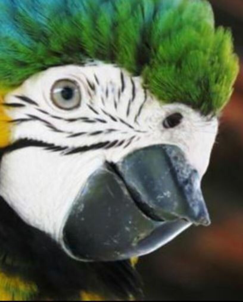 Bird Born With Broken Beak Gets Some MuchDeserved Bling The Dodo