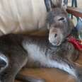 Tiny Donkey Lost His Mom, But Gained The Best New Home