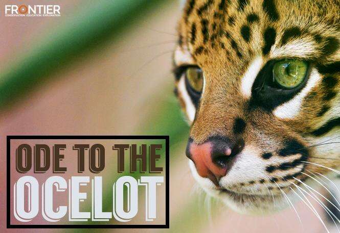 domesticated ocelot