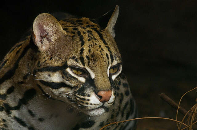 are ocelots cats or dogs