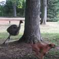 Emu And Dog Invent The BEST Game To Play Together