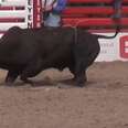 The Truth About Rodeo 'Beasts'