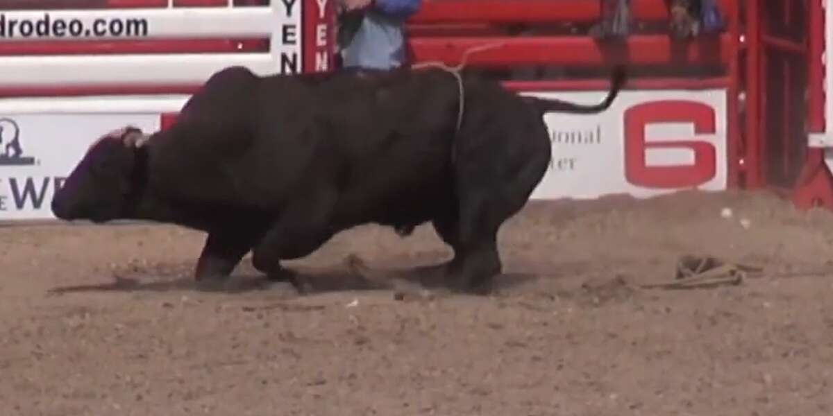The Truth About Rodeo 'Beasts' - The Dodo