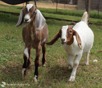 Seeing Eye Goat Is Always There For His Blind Best Friend - The Dodo