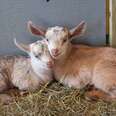 Goat Rescued From 'Hell' Gives Birth To Perfect Little Twins