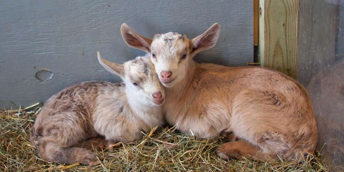 Goat Rescued From 'Hell' Gives Birth To Perfect Little Twins - The Dodo