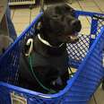 Dog Gets Special 'Taxi' To Shuttle Him Around Hospital After Surgery