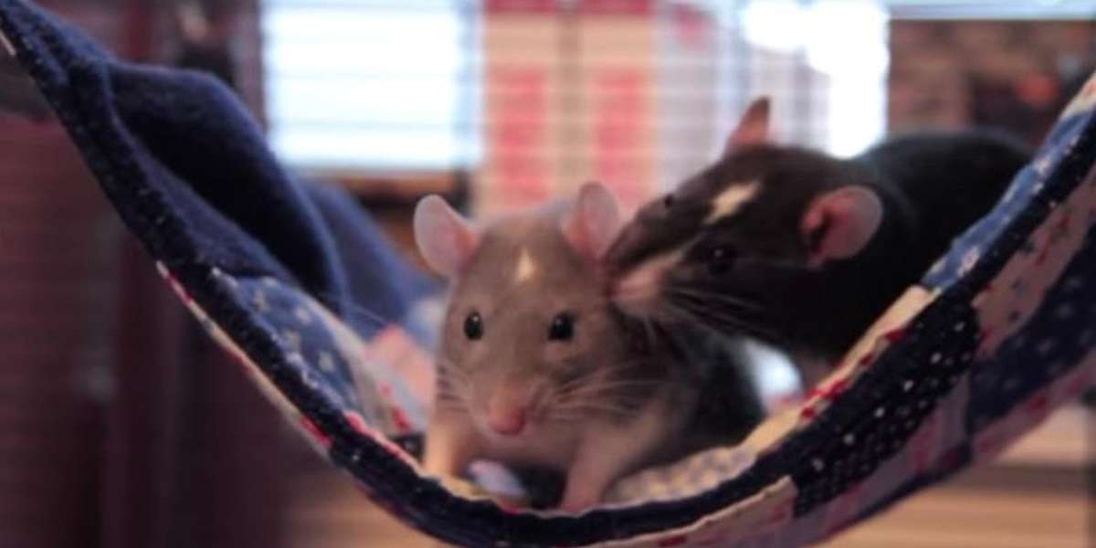 Baby Rats Snuggle In Their Very Own Hammock The Dodo
