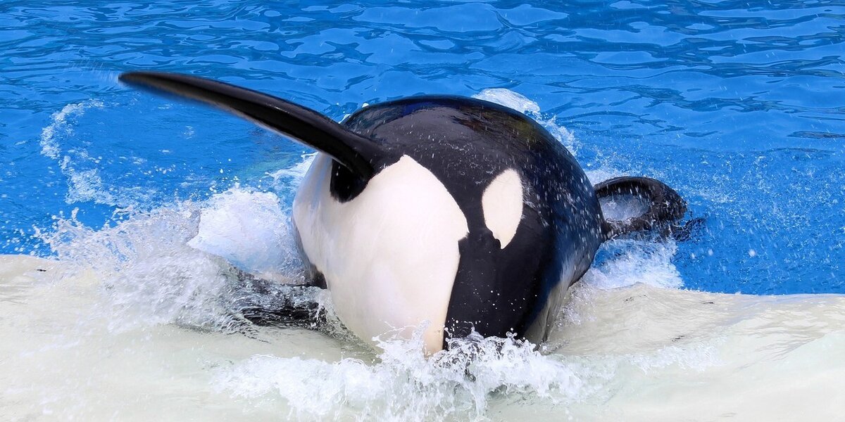 SeaWorld Gives The Most Absurd Reason For Not Freeing Its Orcas - The Dodo