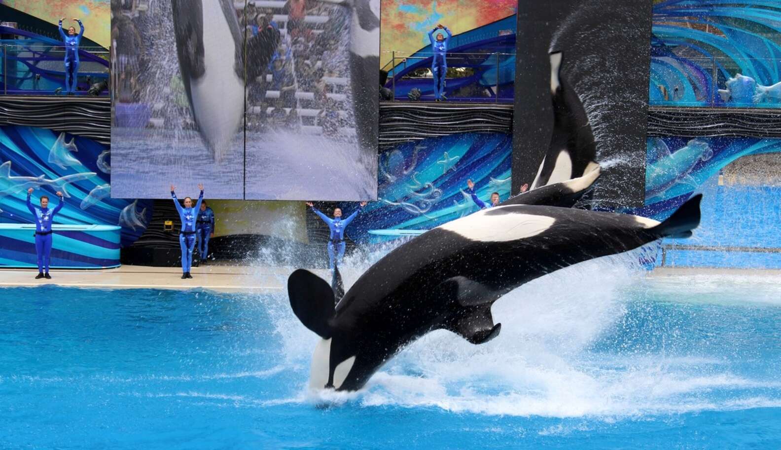 SeaWorld Gives The Most Absurd Reason For Not Freeing Its Orcas - The Dodo