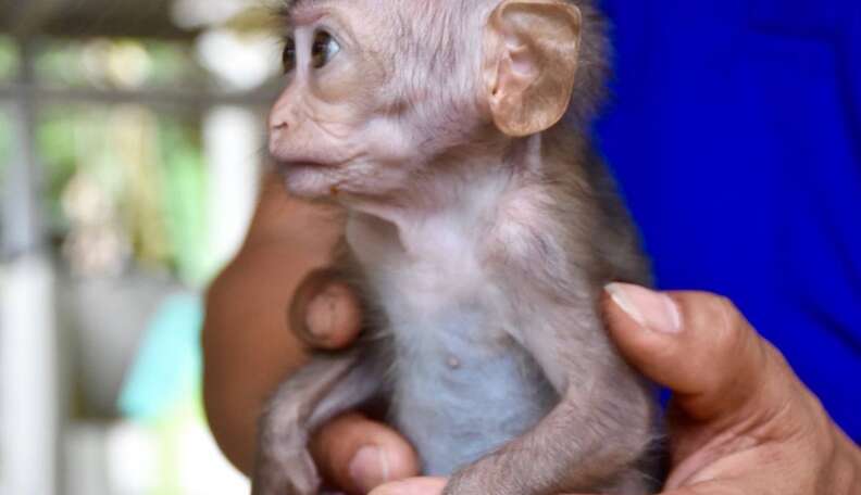 Tiny Baby Monkey Abandoned By Mom Gets His Very First Bottle The Dodo Tiny Baby Monkey Abandoned By Mom Gets His Very First Bottle The Dodo