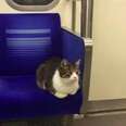 Cat Casually Rides The Subway All By Himself