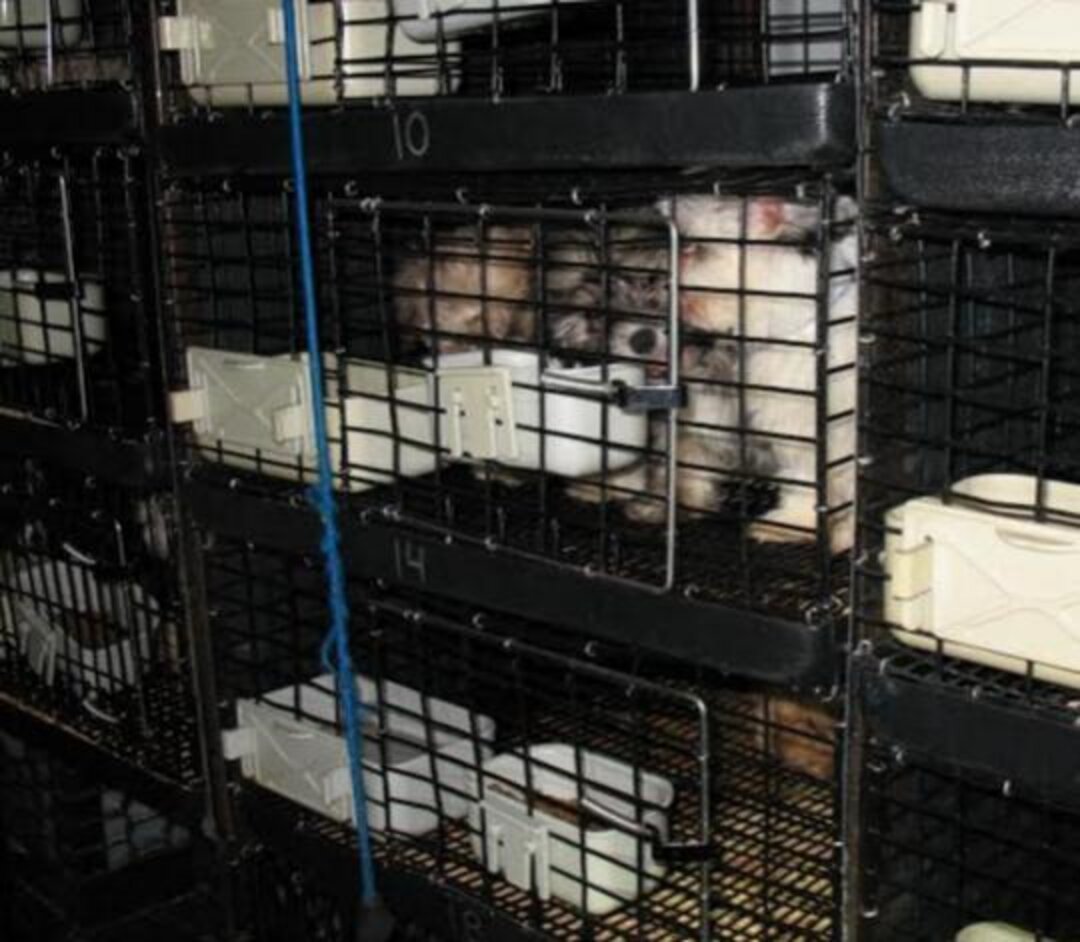 The Latest Pet Store Puppy Nightmare Is Nothing Unusual - The Dodo