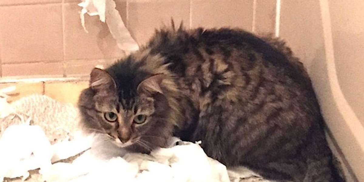 Why Are Cats Obsessed With Toilet Paper? The Dodo