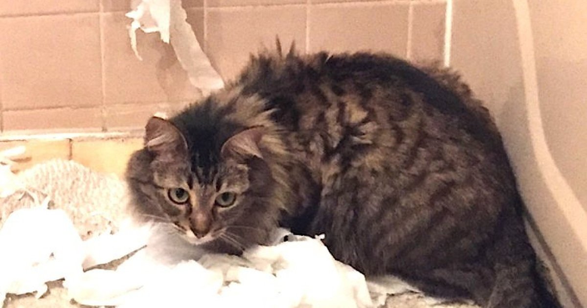 Why Are Cats Obsessed With Toilet Paper? The Dodo