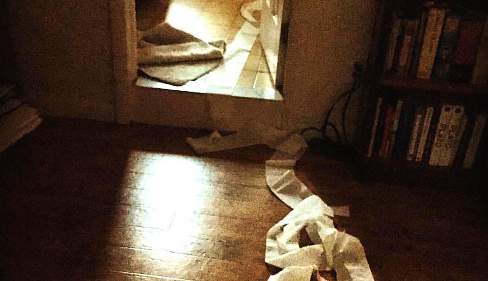 Why Are Cats Obsessed With Toilet Paper? The Dodo