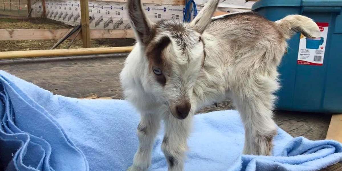 Baby Goat Was Being Sold For 10 In A Parking Lot The Dodo