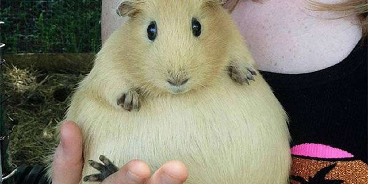 Pregnant Guinea Pigs Are Probably The Cutest Thing You've Ever Seen