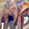 Elephant Who Used To Beg On The Streets Gives Birth To A Baby Girl