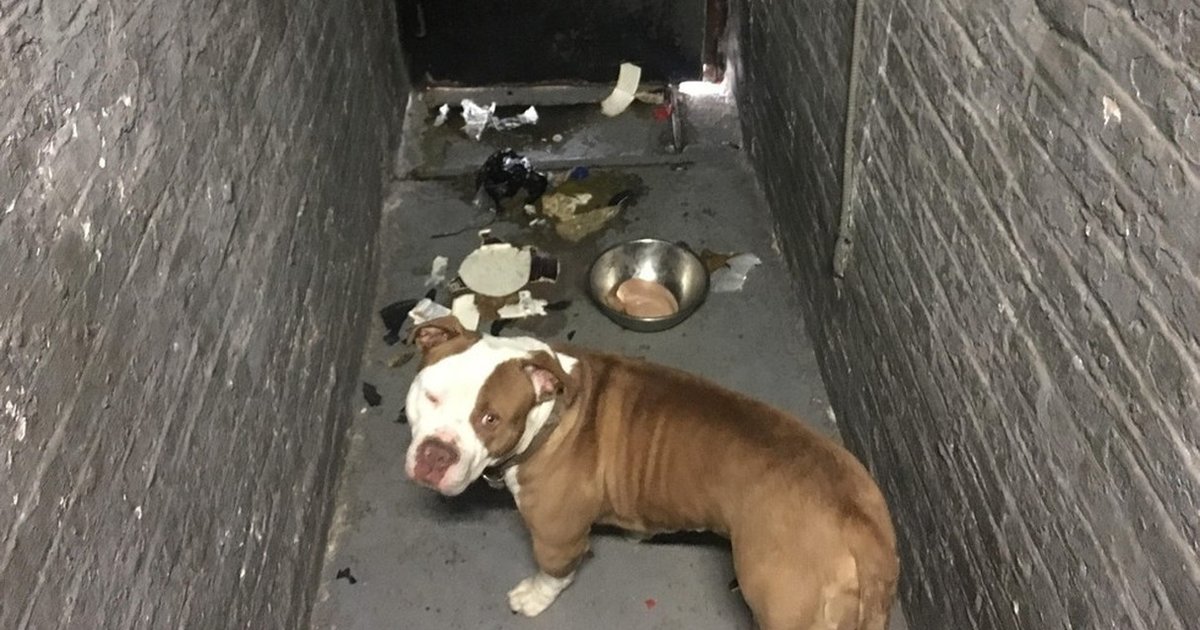 YES The Basement Dog Has Been Saved! The Dodo