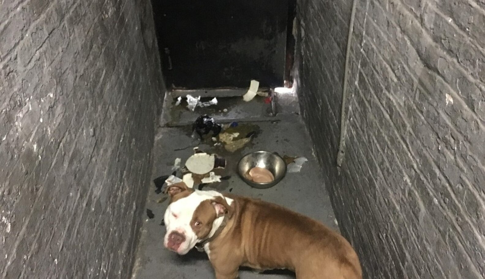 YES The Basement Dog Has Been Saved! The Dodo