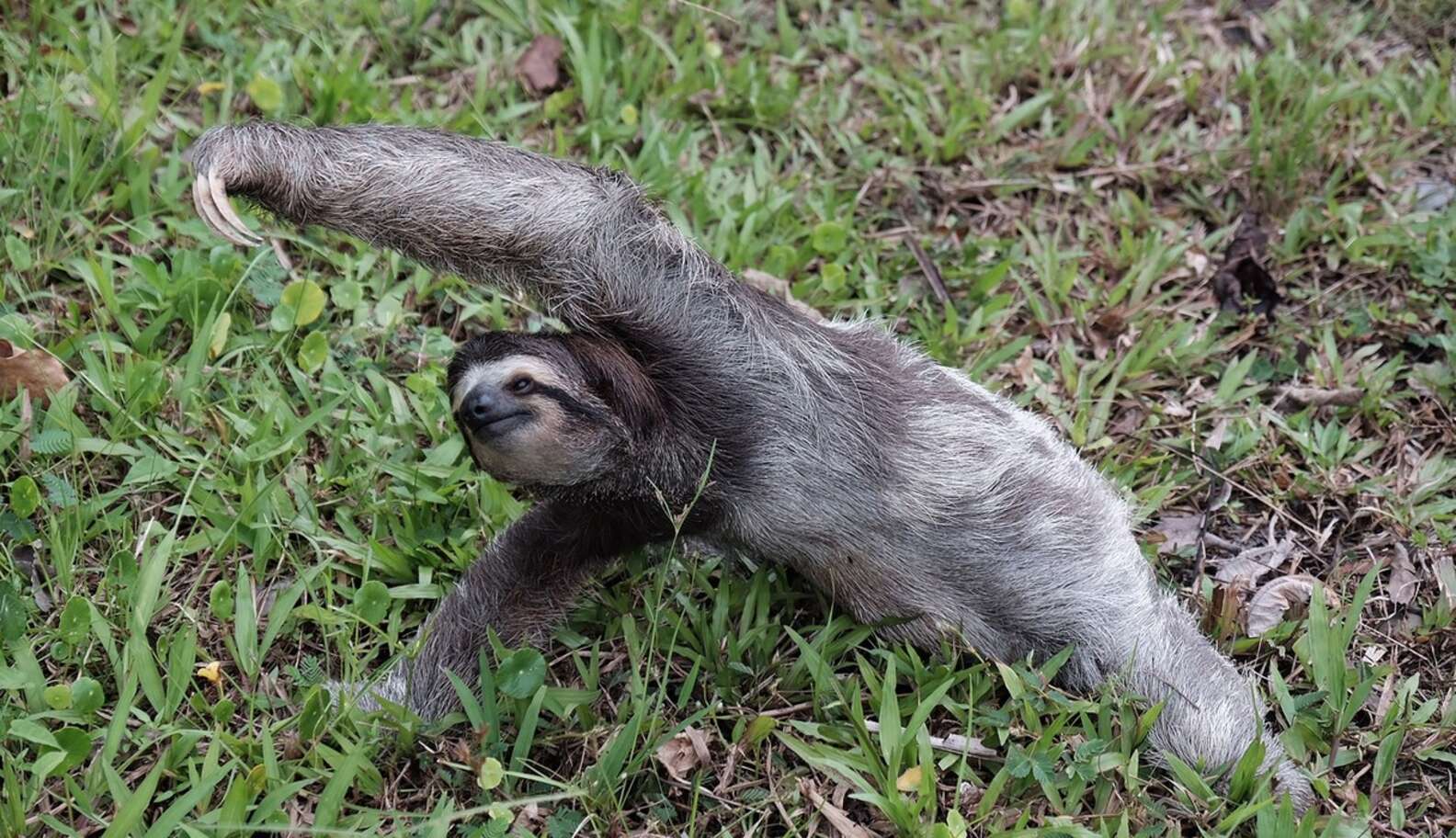 Tourists See Sloth Doing Yoga And Decide To Join In - The Dodo