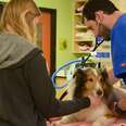 Paralyzed Dog Was About To Be Put Down When Someone Saw A Tick