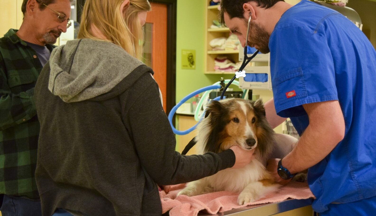 Paralyzed Dog Was About To Be Put Down When Someone Saw A Tick The Dodo