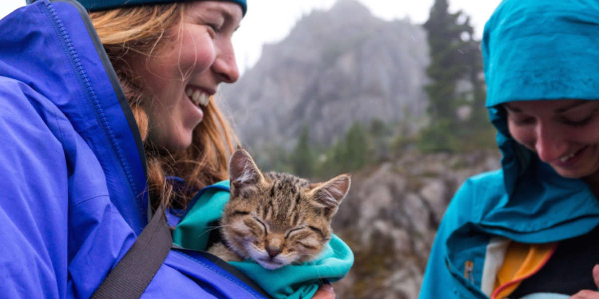 Women Rescue Stray Cats And Take Them Hiking And Camping The Dodo