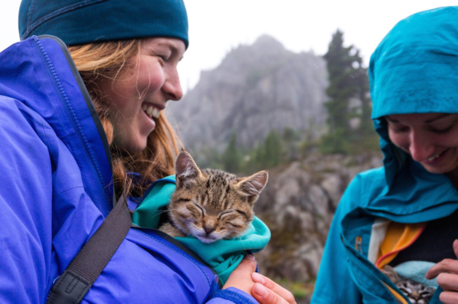 Women Rescue Stray Cats And Take Them Hiking And Camping - The Dodo
