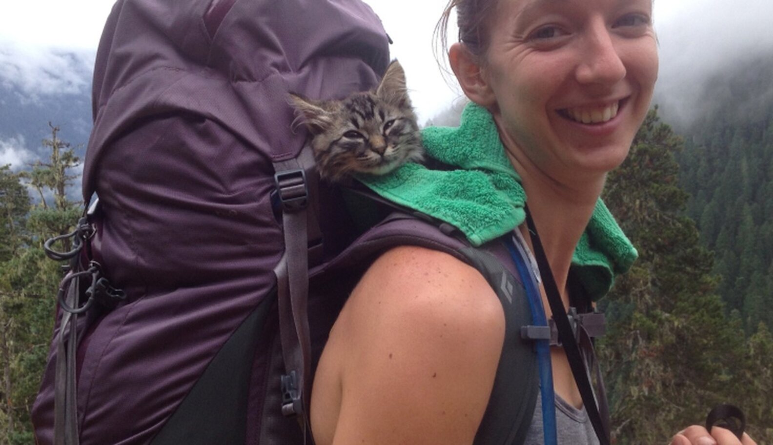 Women Rescue Stray Cats And Take Them Hiking And Camping - The Dodo