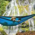 Rescue Dog Gets To Go On The Most Epic Outdoor Adventures Now