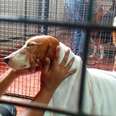 Beagles Freed From Lab Cages Get Their Very First Baths