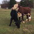 Rescue Cows Fell In Love The Moment They Met