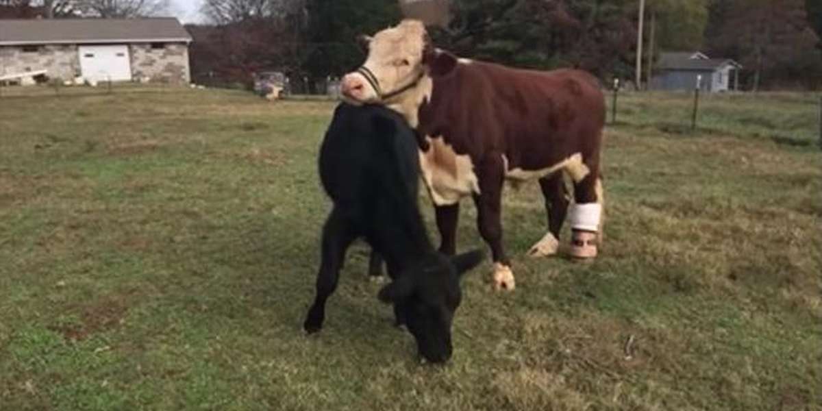 Rescue Cows Fell In Love The Moment They Met - The Dodo