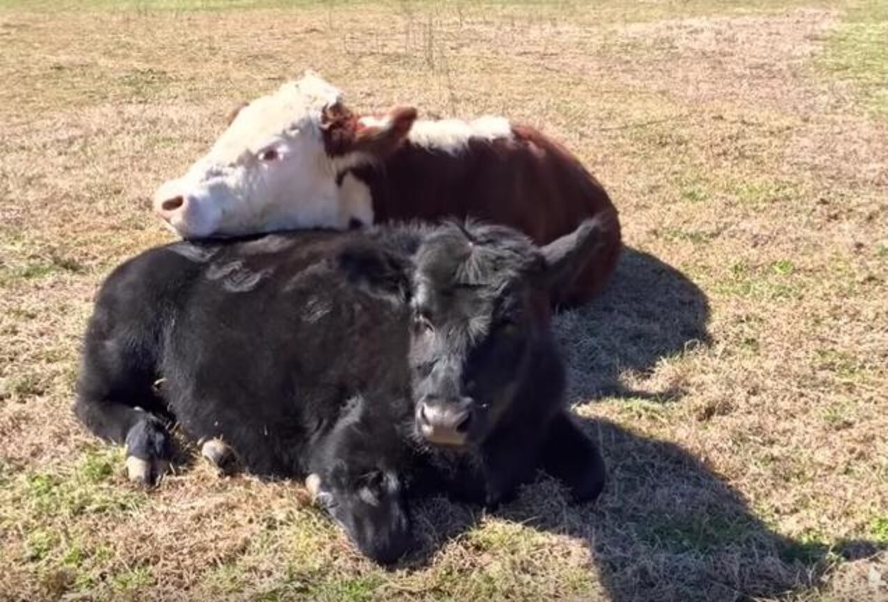 Rescue Cows Fell In Love The Moment They Met The Dodo